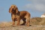 BASSET FAUVE DE BRETAGNE 045